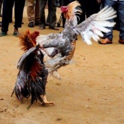 Perjudian Sabung Ayam Digerebeg, 2 Warga Diamankan Polisi