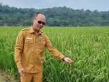 Penurunan Harga Pupuk Subsidi, Petani Kabupaten Serang Optimis Tingkatkan Produksi